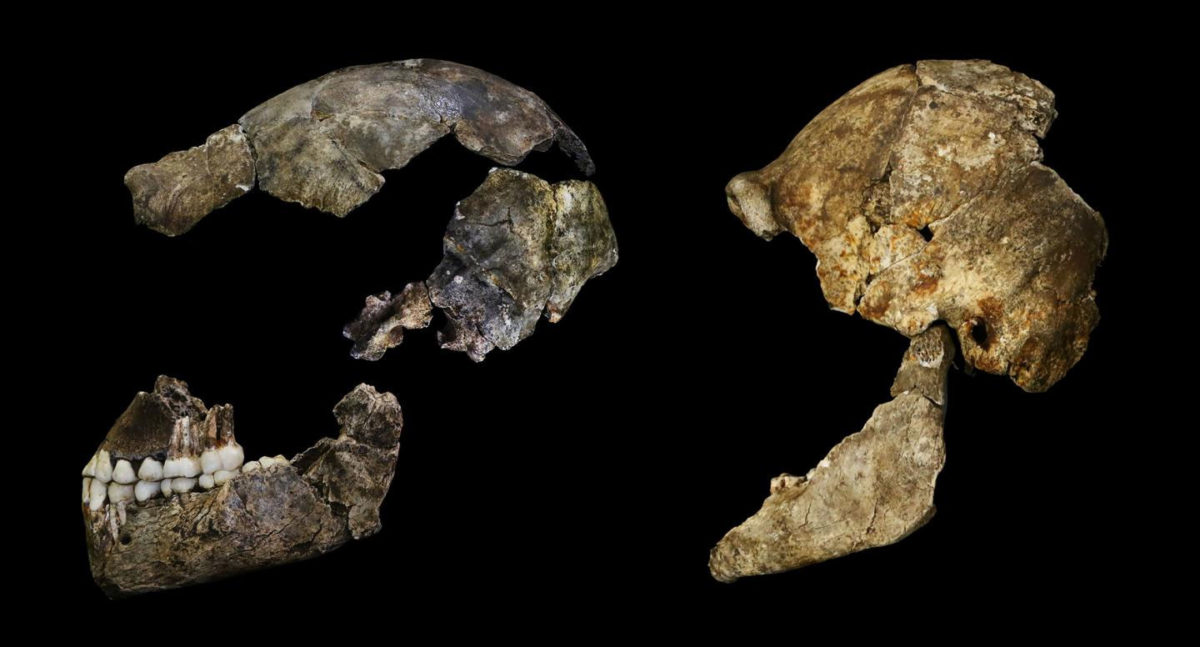 The discovery of Homo naledi by Professor Lee Berger of Wits University and his team at the Rising Star caves in the Cradle of Humankind in 2013 was one of the largest hominin discoveries ever made and hailed as one of the most significant hominid discoveries of the 21st Century. 
