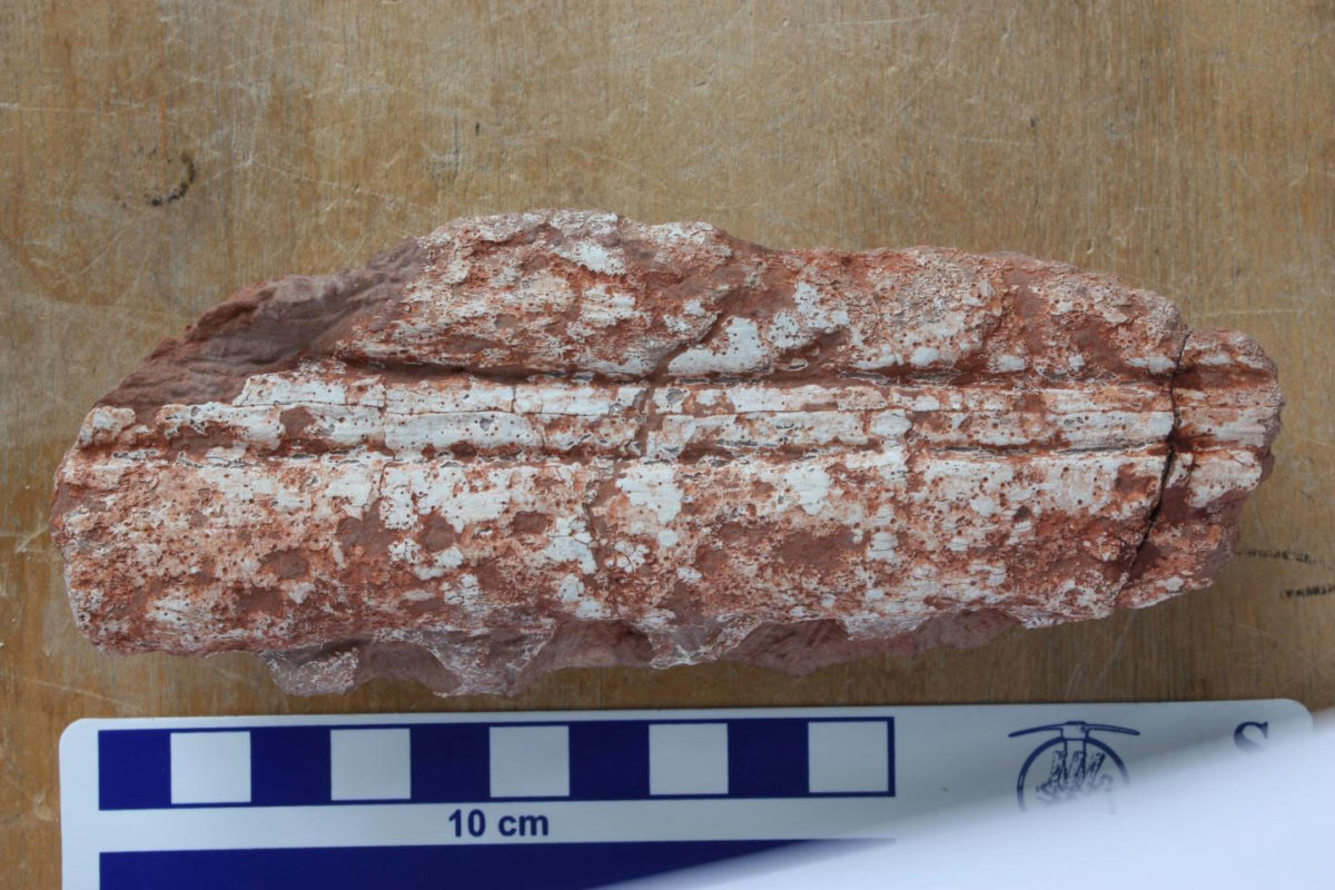 This is a fragment of left mandible. Credit: Attila Osi