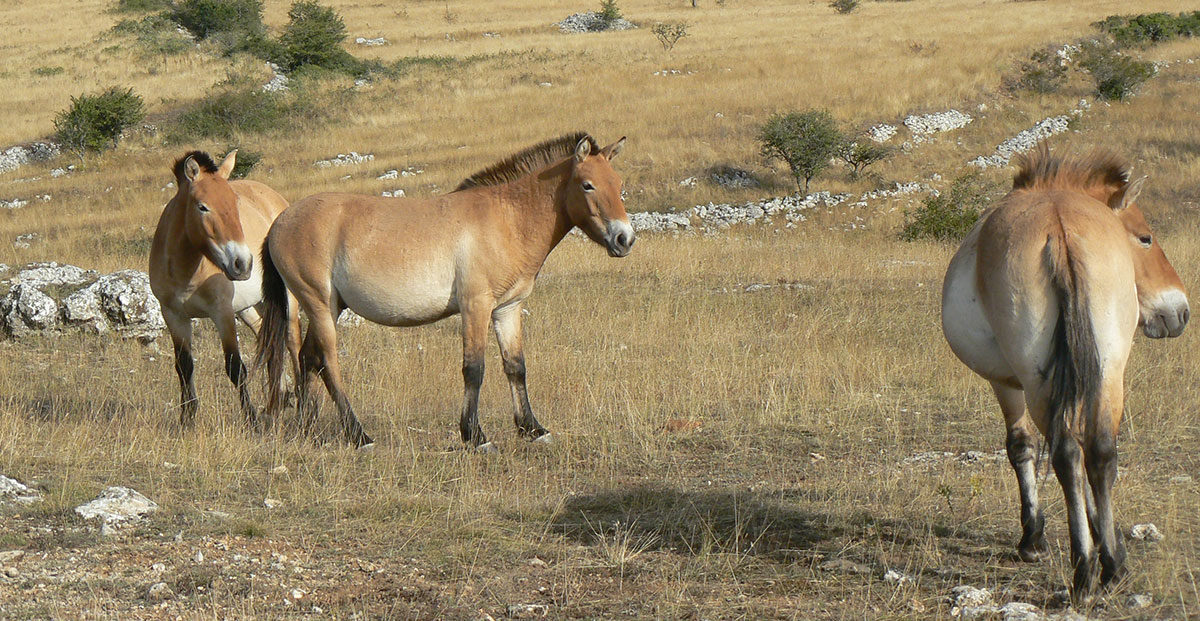Horses. Image Credit – Ancalagon