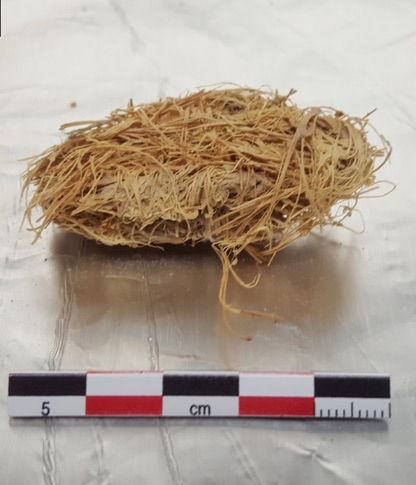 A wad of stringy agave plant fibers commonly called ‘quids’. Credit: DRI