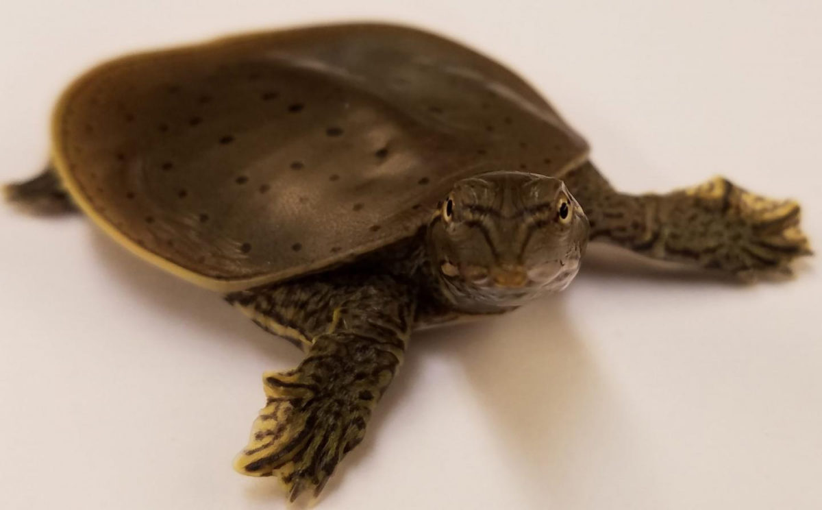 This is an Apalone spinifera spiny softshell turtle hatchling. Credit : Nicole Valenzuela
