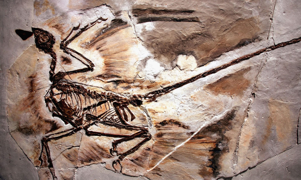 A fossil of a microraptor found in Liaoning province, China. The crow-sized dinosaur lived about 125m years ago. Credit: Spencer Platt/Getty Images.
