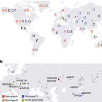 Evidence of Hepatitis B have been found in Bronze Age DNA