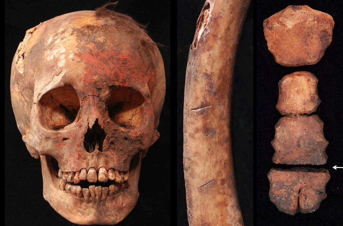 Evidence for the ritual killings includes a skull stained with red cinnabar-based pigment, a human rib bone with cut marks, and a sternum severed in half. Photo Credit: Gabriel Pietro/John Verano/National Geographic.