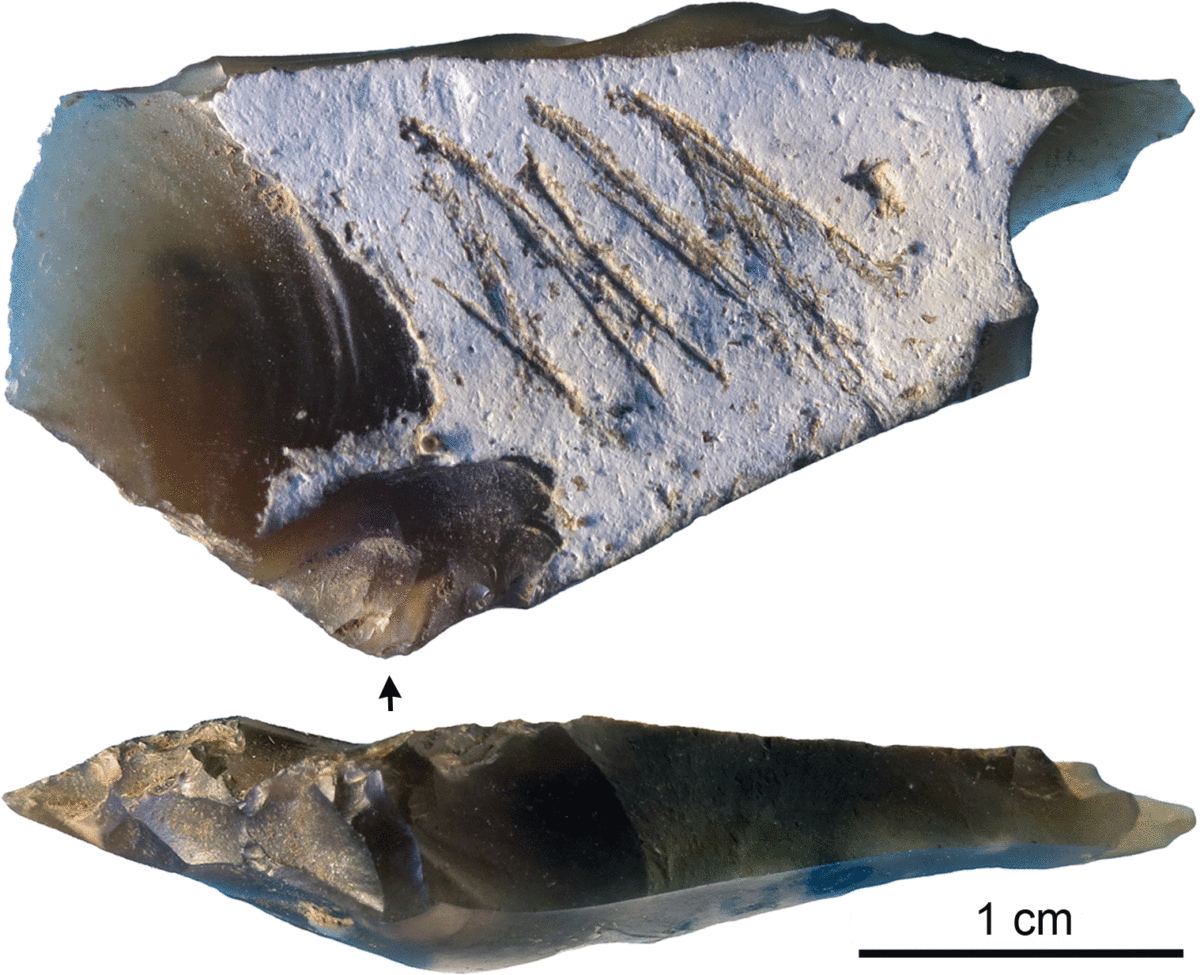 The engraved flint flake from Kiik-Koba layer IV.
The arrow indicates the point of impact. Scale = 1 cm. Image Credit: PLOS ONE.