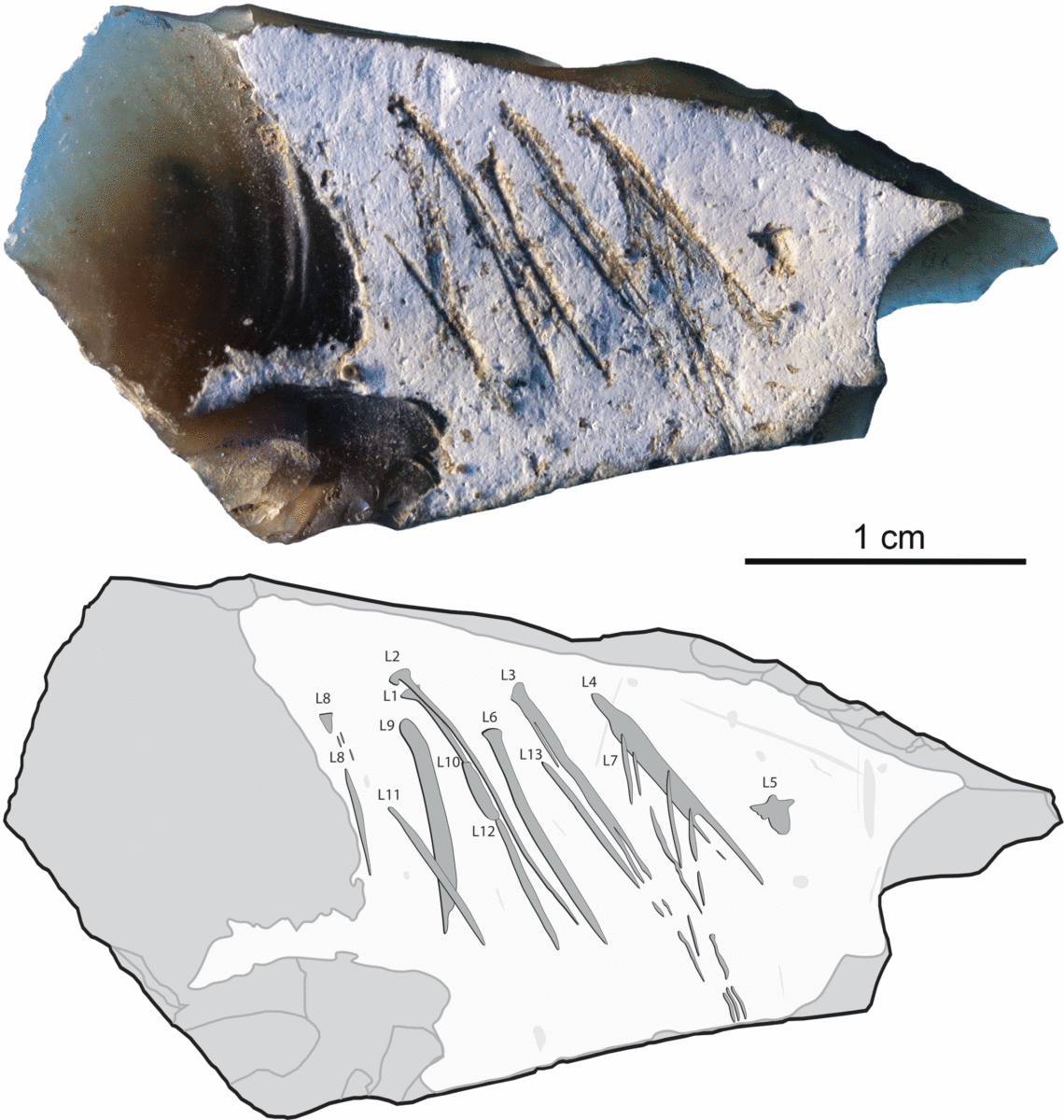 Photo (top) and tracing (bottom). Engraved lines are indicated by dark-grey areas outlined in black, surface damage by light gray areas, flake scars by gray lines. Image Credit: PLOS ONE.