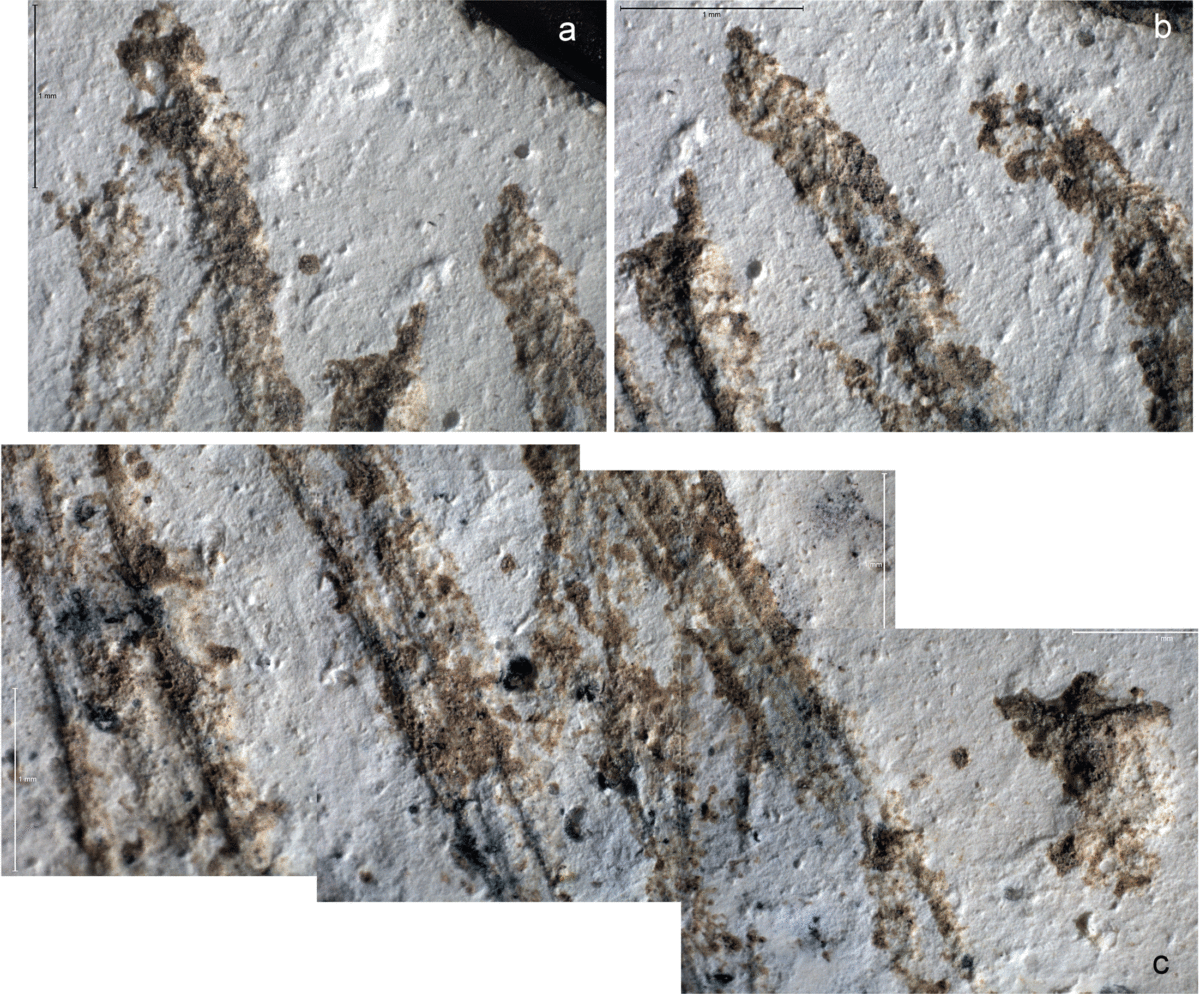 Close-up views of selected lines on the Kiik-Koba engraved cortex. Photo Credit: PLOS ONE.