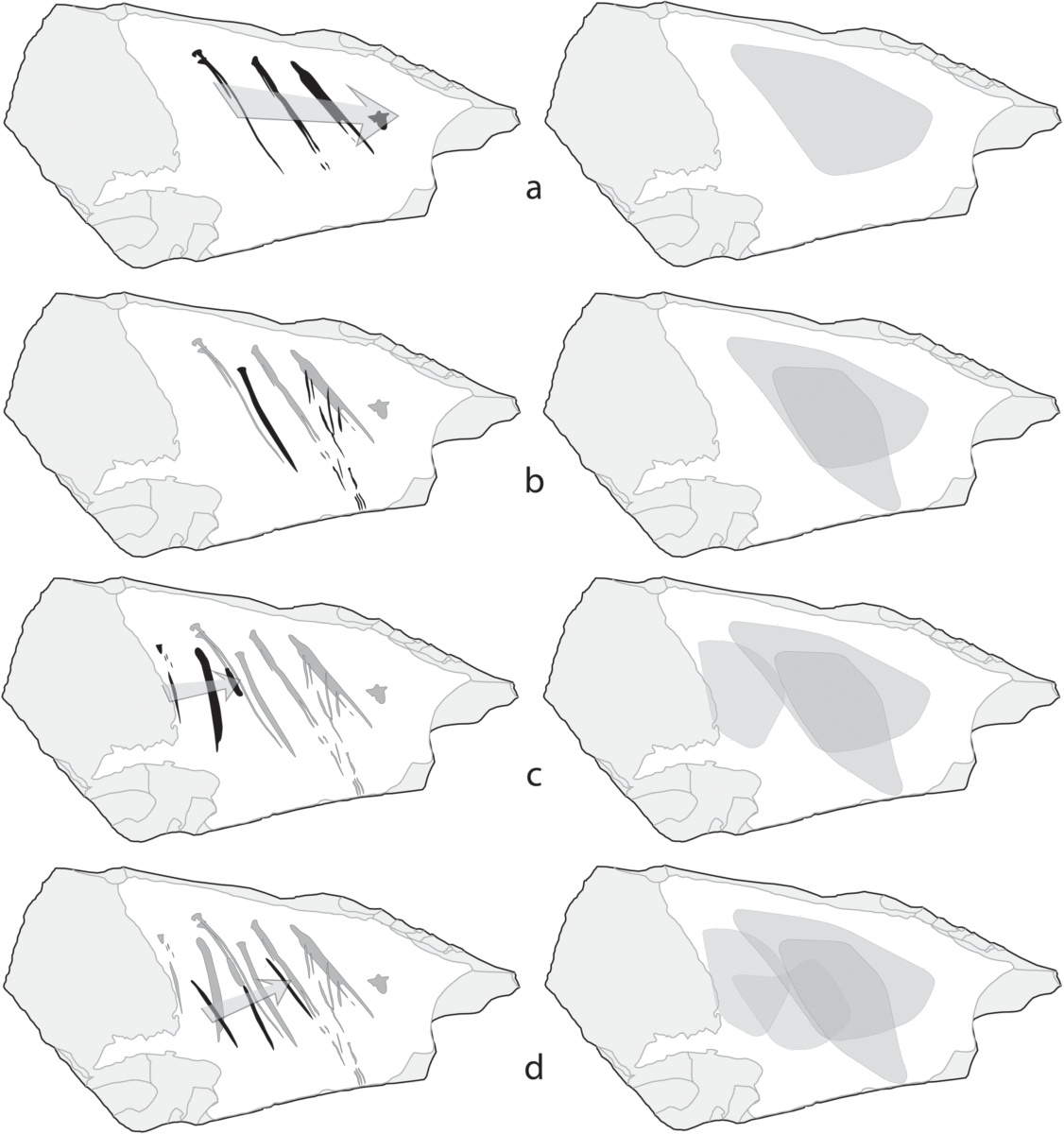 Probable chronology of the incisions on the Kiik-Koba cortex (left). Note the areas of the cortex concerned by each new engraving episode indicating intent to fill in the center of the cortex (right). Image Credit: PLOS ONE.