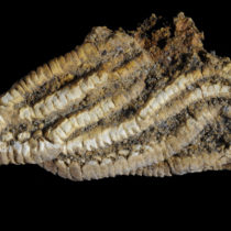 Major shift in marine life occurred 33 million years later in the South