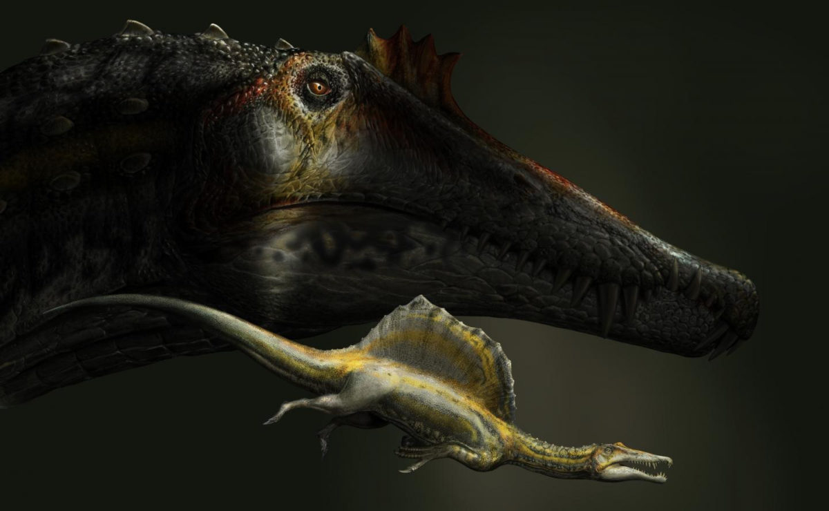 Face to face, the largest and the smallest specimens of Spinosaurus known to date. The reconstructed head is based on the 1-meter-long snout MSNM V4047, the baby is based on the tiny claw phalanx MSNM V6894. Both fossils are deposited at the Natural History Museum of Milan. Credit: D. Bonadonna