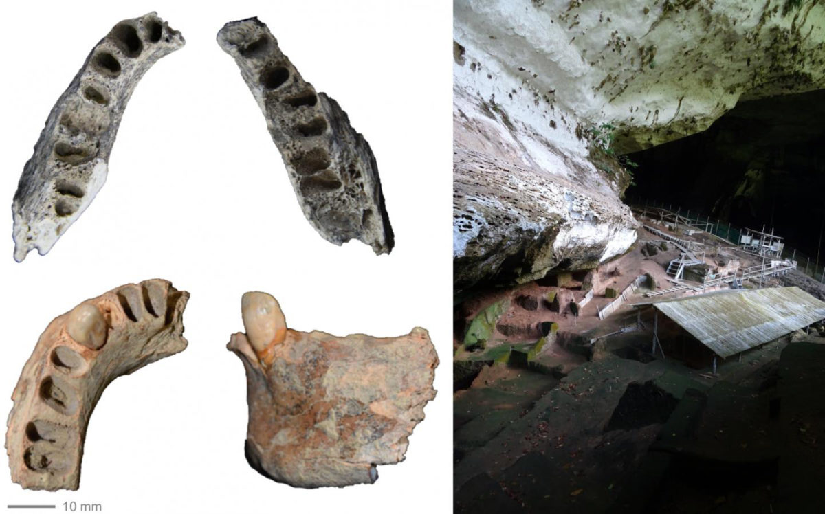Two human jaws from Niah Caves in Borneo found in 1958 but only just revealed. Top jaw is 30,000 years old, bottom jaw 11,000 years old; left image is Niah Caves archaeological site where they were both found.
Credit: Darren Curnoe