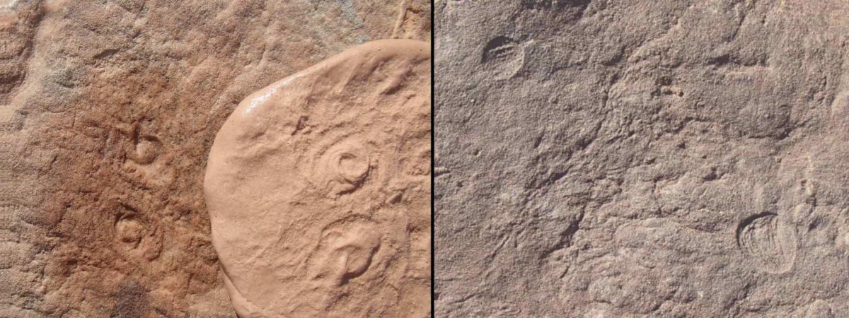 Two new Ediacaran-era fossils discovered by UCR researchers: Obamus coronatus (left) and Attenborites janeae. Credit : UC Riverside