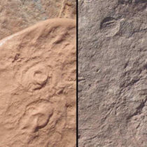 Two new creatures discovered from dawn of animal life