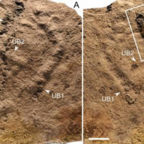 When did animals leave their first footprint on Earth?