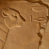 A secretary bird in the Temple of Hatshepsut