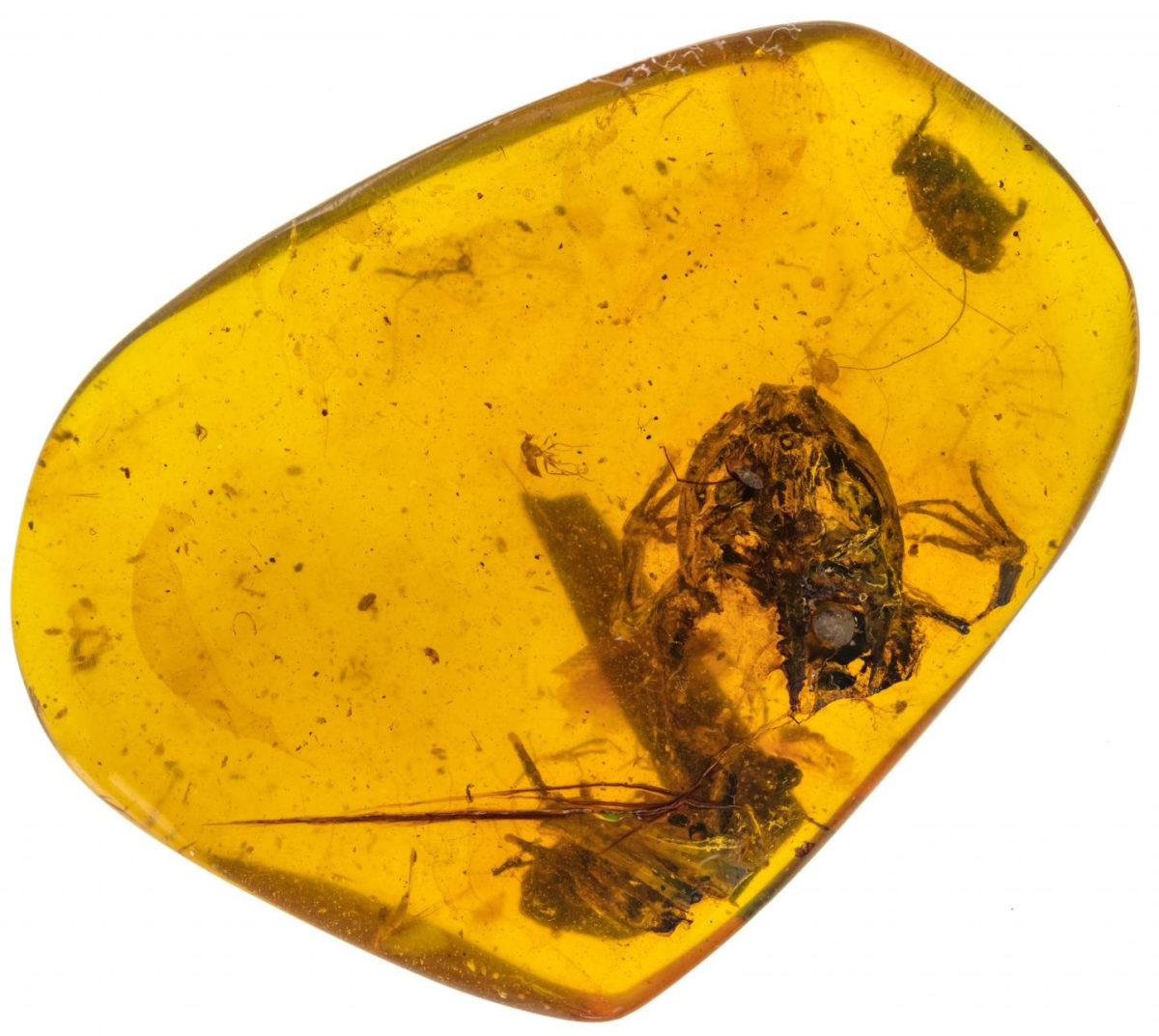 The best-preserved fossil of the group includes the skull, forelimbs, part of a backbone and a partial hind limb of a small, juvenile frog now known as Electrorana limoae. Next to its hindlimb is an unidentified beetle. Credit: Lida Xing/China University of Geosciences