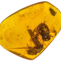 Amber fossils provide oldest evidence of frogs in wet, tropical forests