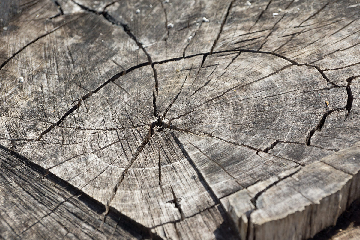 The authors measured a series of carbon-14 ages in southern Jordan tree rings, with established calendar dates between 1610 and 1940 A.D. 