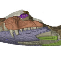 In the gaping mouth of ancient crocodiles