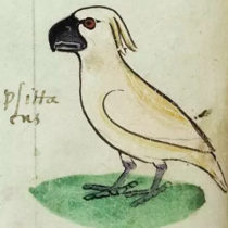 How did an Australasian cockatoo reach 13th century Sicily?