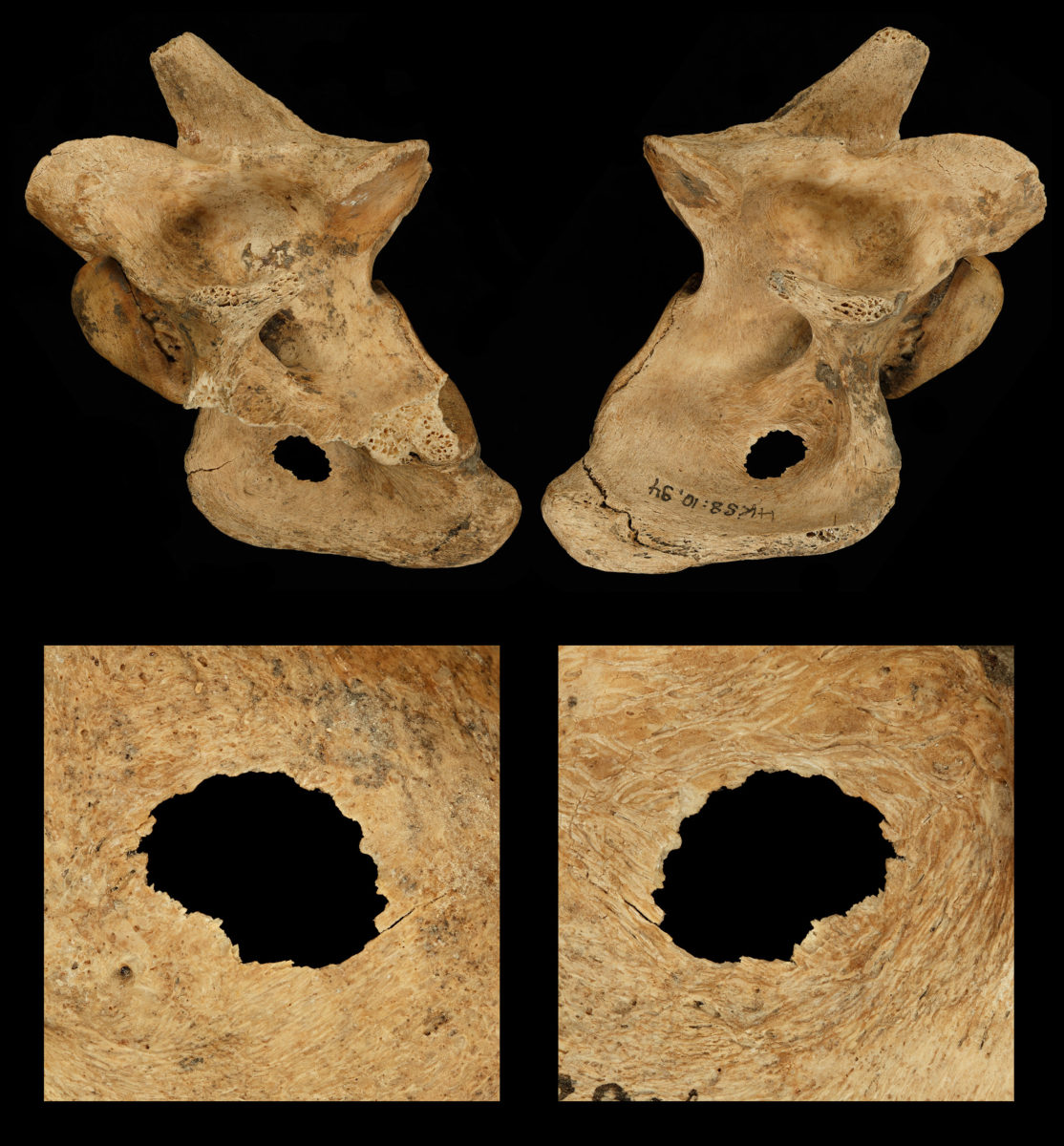 Front and back view of a hunting lesion in a cervical vertebra of an extinct fallow deer, killed by Neandertals 120.000 years ago on a lake shore close to current-day Halle (Germany). Credit: Eduard Pop, MONREPOS Archaeological Research Centre and Museum for Human Behavioural Evolution, Römisch-Germanisches Zentralmuseum, Leibniz-Researchinstitute for Archaeology.