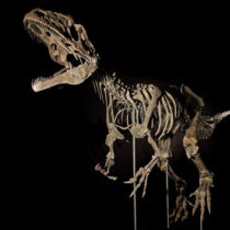 Dinosaur skeleton fetches $2.3 million at auction