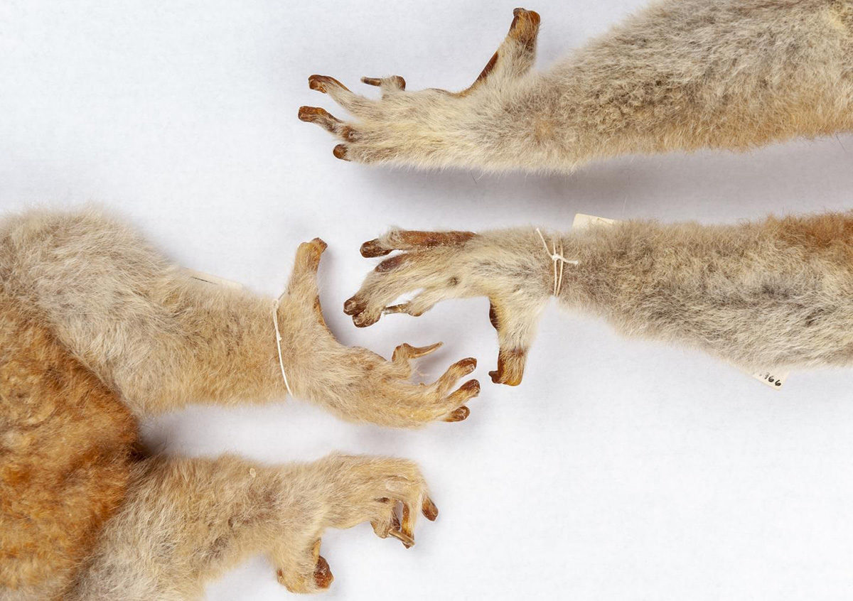 Lemurs, lorises and galagoes have nails on most digits and grooming claws on their second toes, as seen on the feet of two greater slow lorises, Nycticebus coucang, in the Florida Museum mammals collection. Credit : Florida Museum photo by Kristen Grace