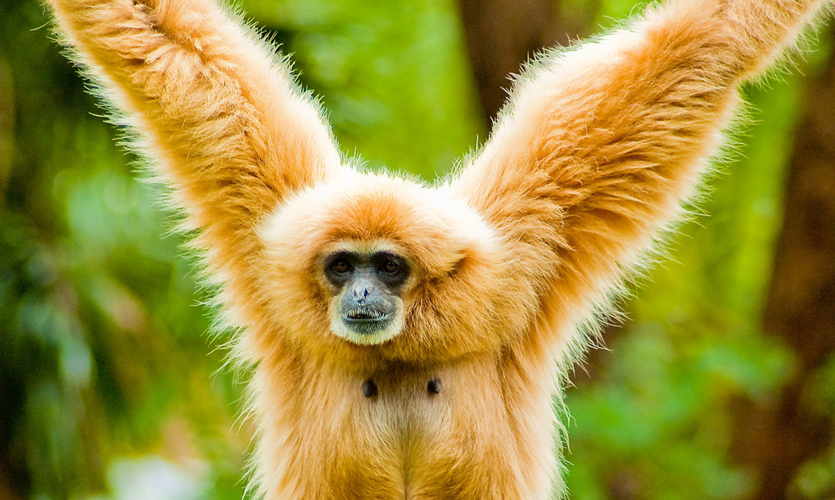 Gibbon. Credit: Thomas Tolkien – CC 2.0