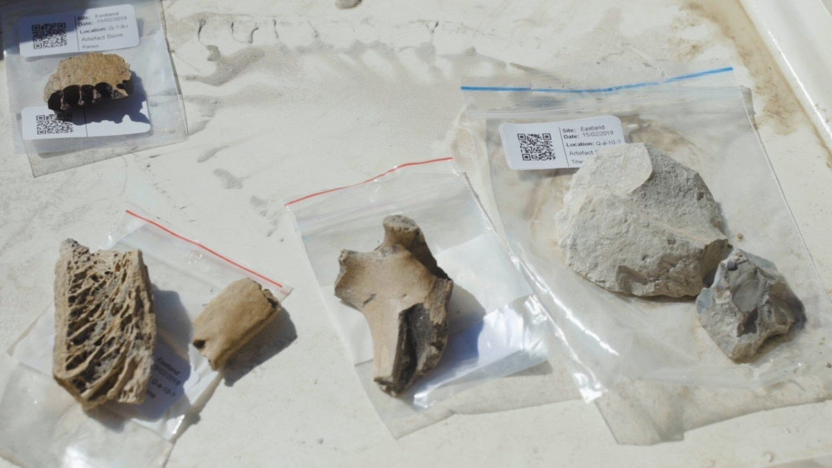 Bones and artifacts from the site. This bone is food remains and includes a piece of moa bone at the bottom left. The top left is part of a dog jaw. Credit: Cinema East