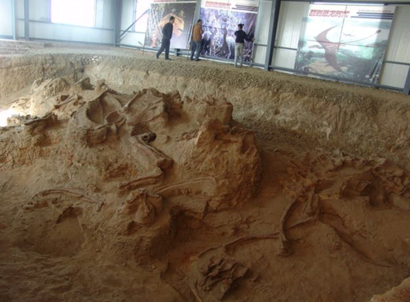 The dinosaur was excavated in the Lingwu region of China, for which it is named. Photo Credit: BBC / Xu XIng.