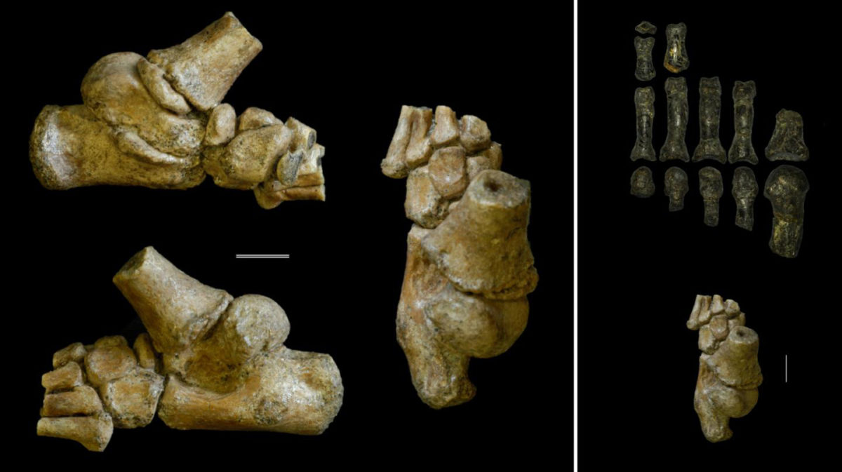 Left block of images: The 3.32 million year old foot from an Australopithecus afarensis toddler shown in different angles. Right block of images: The child's foot (bottom) compared with the fossil remains of an adult Australopithecus foot (top). Credit: Jeremy DeSilva & Cody Prang
