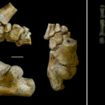 Our human ancestors walked on two feet but their children still had a backup plan