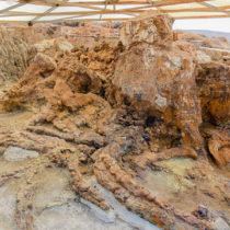Guided tour of the Plaka Petrified Forest Park