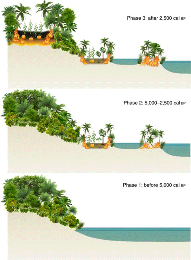 A conceptual landscape drawing of the changing vegetation and disturbance regimes. Image Credit: Nature Plants.