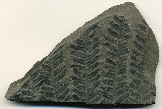 Fossilized fern. Credit: James St. John/WikiCommons