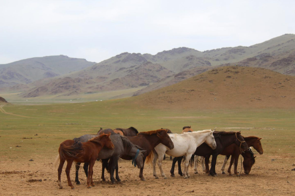Horses congregate near a deer stone site in Bayankhongor, in central Mongolia's Khangai mountains.
Credit: William Taylor