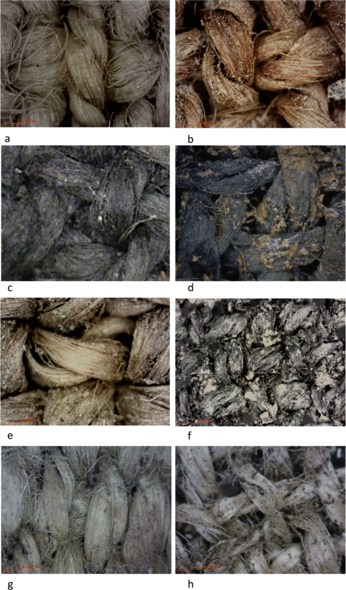 SEM micrographs of textiles showing the absence or minimal twist in single-thread elements: (a) Tarkhan, Egypt; (b) Cave of the Warrior, Israel; (c) Lucone di Polpennazze, Italy; (d) Over Barrow, UK; (e) El Oficio, Spain; (f) Must Farm, UK; (g) Tarquinia, Italy; (h) Corinth, Greece. Image Credit: M. Gleba, S. Harris / Archaeological and Anthropological Sciences.