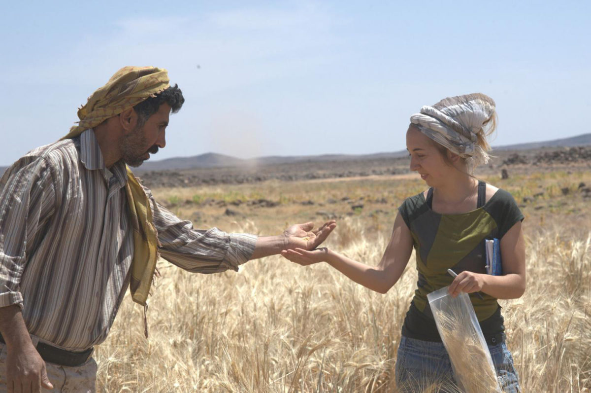 Dr. Amaia Arranz-Otaegui and Ali Shakaiteer sampling cereals in the Shubayqa area.
Credit: Photo: Joe Roe