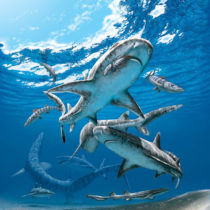 The end-Cretaceous extinction unleashed modern shark diversity