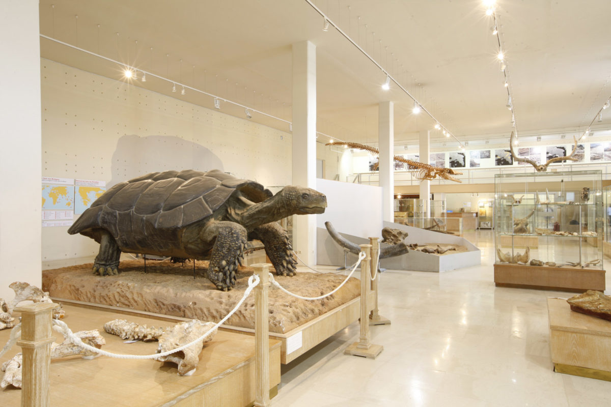 Overall view of the Museum of Paleontology and Geology (photo: AMNA/Vasileios Karakitsios) 