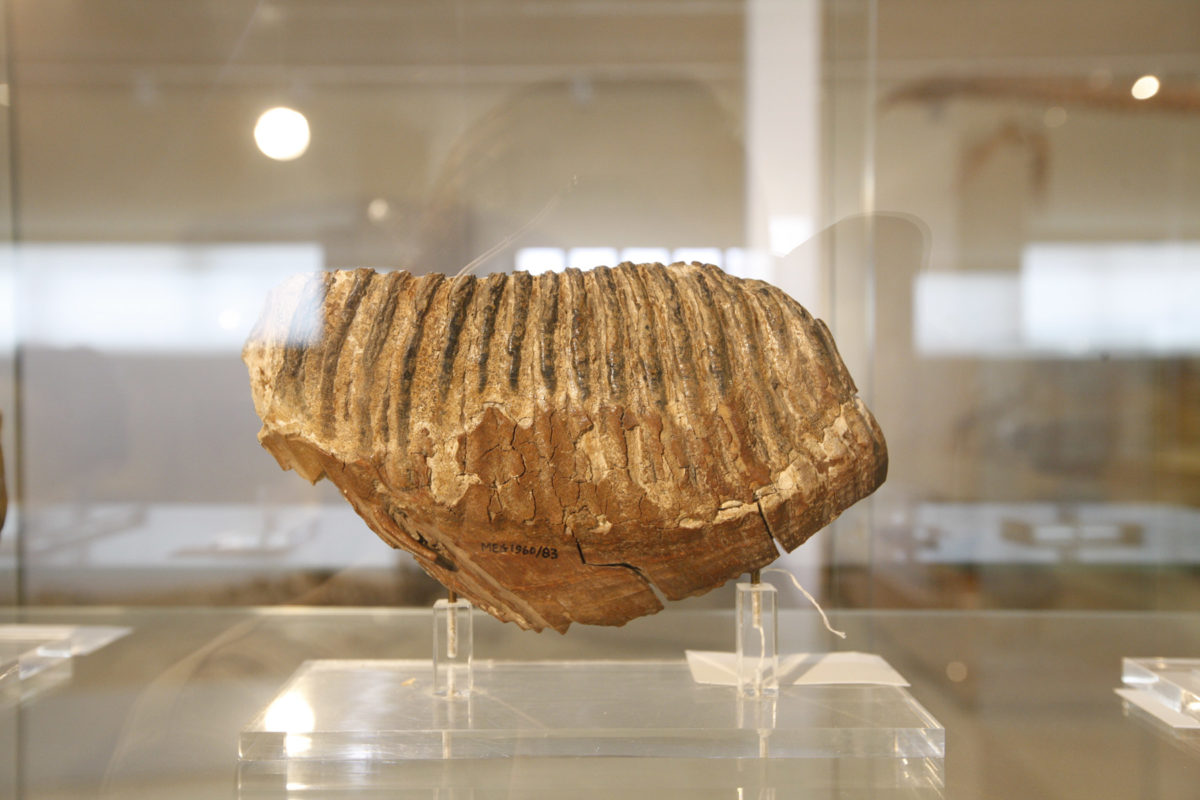 Fossilized elephant tooth (photo: AMNA/Vasileios Karakitsios) 