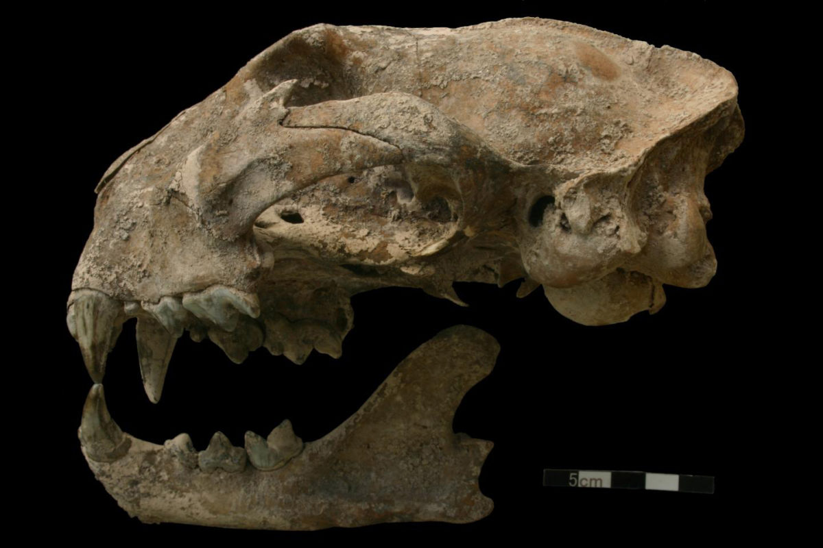 Puma skull from the Motmot burial. Credit: 
N. Sugiyama