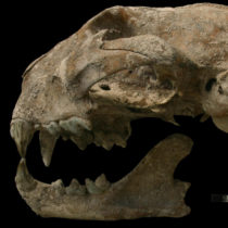 Wild animals were routinely captured and traded in ancient Mesoamerica