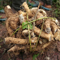 Coastal strip in Brazil sheds new light on early farming