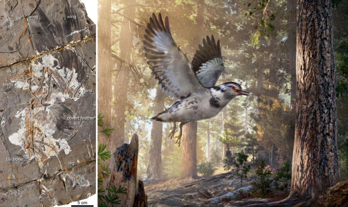 A 127-million-year-old fossil bird, Jinguofortis perplexus (reconstruction on the right, artwork by Chung-Tat Cheung), second earliest member of the short-tailed birds Pygostylia. Credit: 
WANG Min