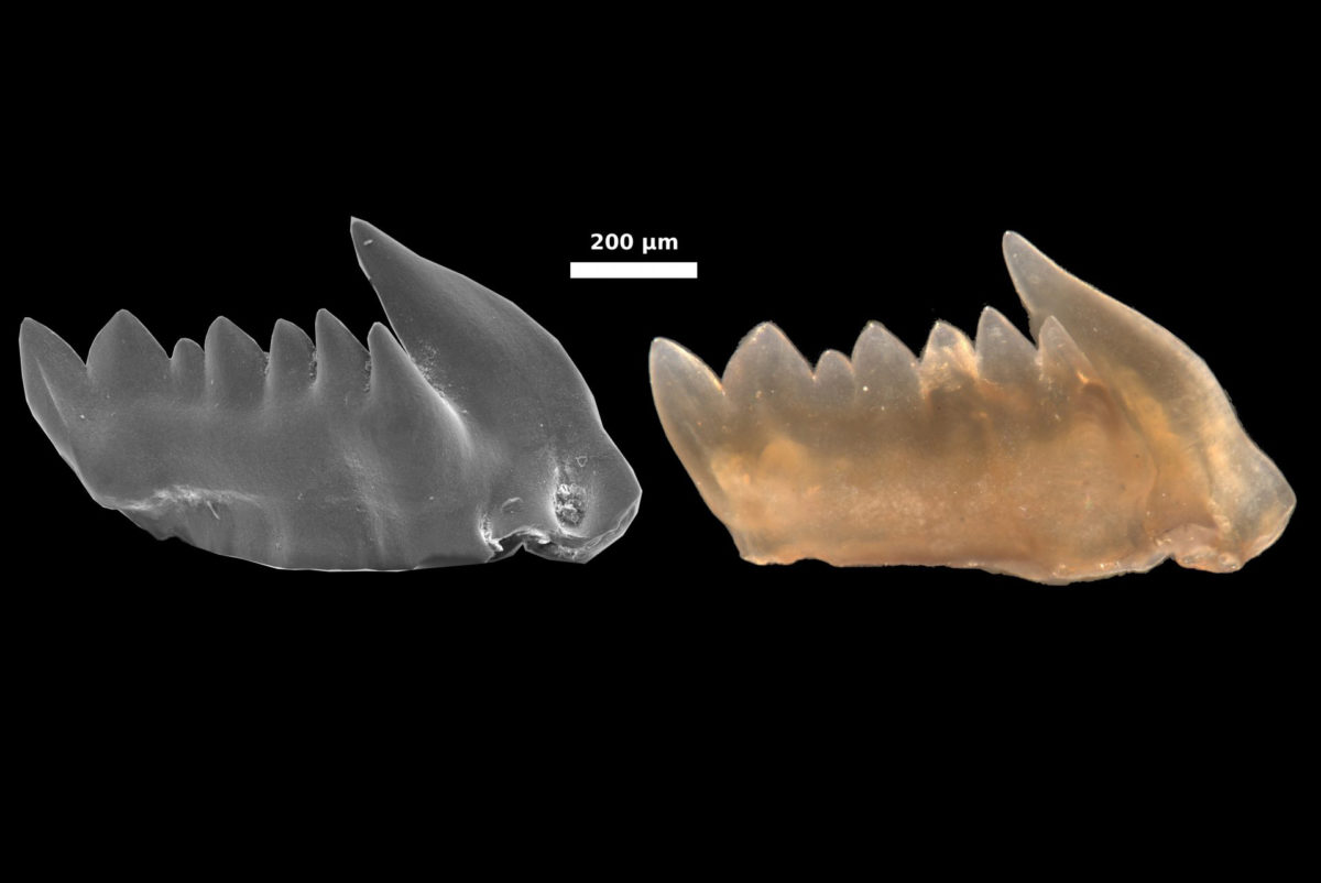 Image of a conodont’s tooth (image: FAU/Bryan Shirley)
