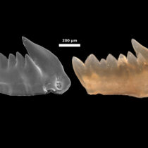 The first predators and their self-repairing teeth