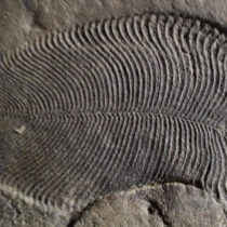 Fat from 558 million years ago reveals earliest known animal