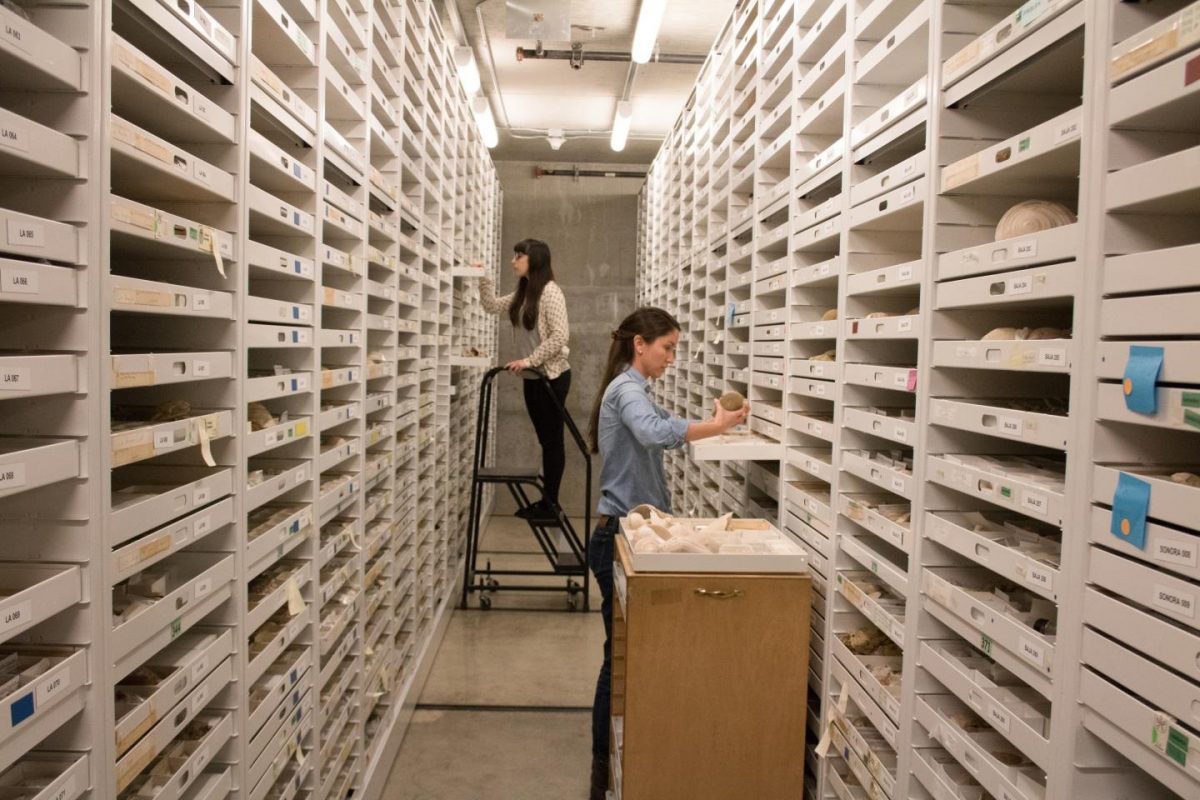 Academy scientists and partner institutions are digitizing fossil specimens to illuminate 'dark data.' Credit: Christine Garcia © 2018 California Academy of Sciences