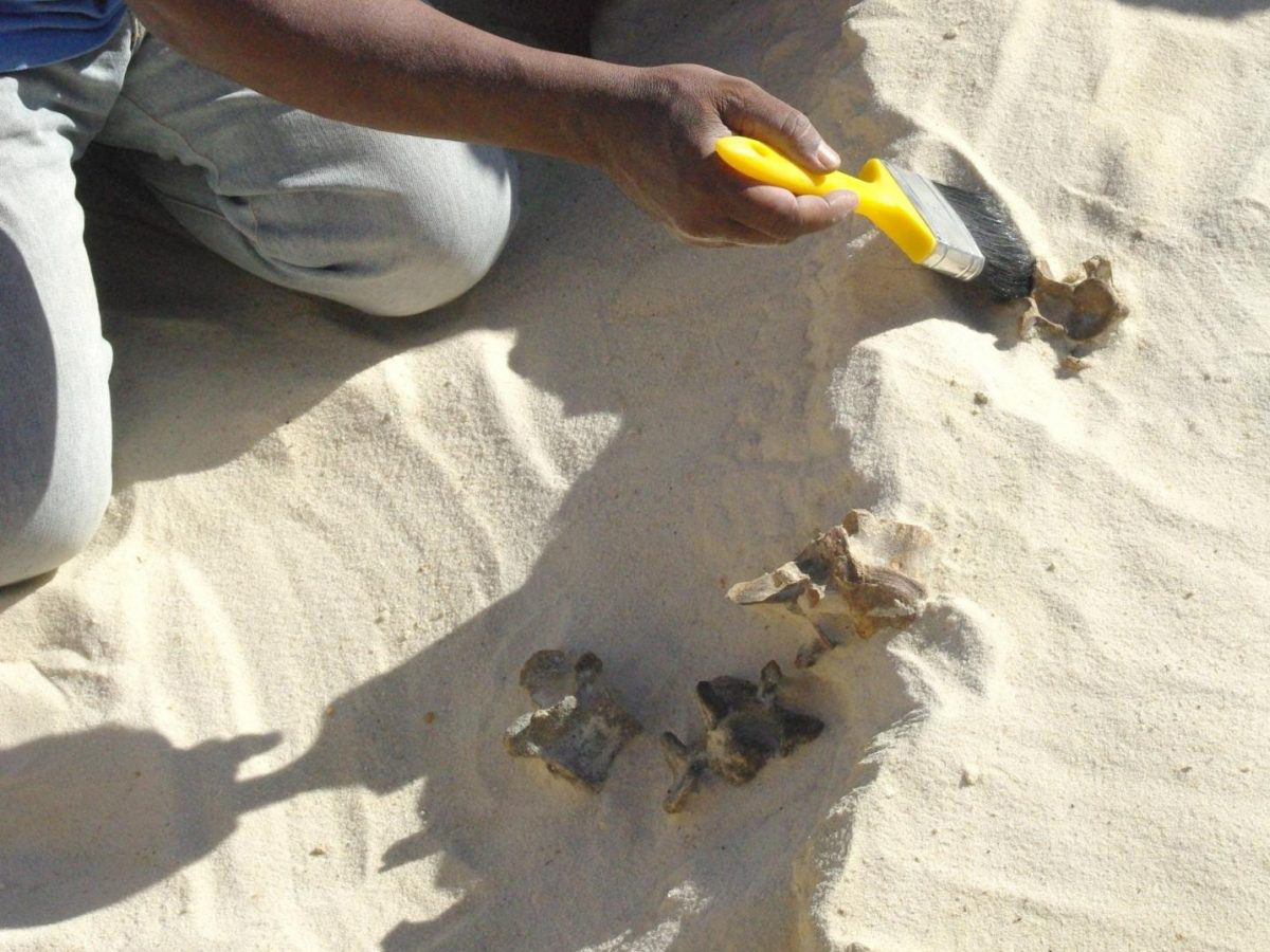 This is an excavation of mammal fossils at the Ti's al Ghadah site, Saudi Arabia. Credit : Palaeodeserts Project (Michael Petraglia)